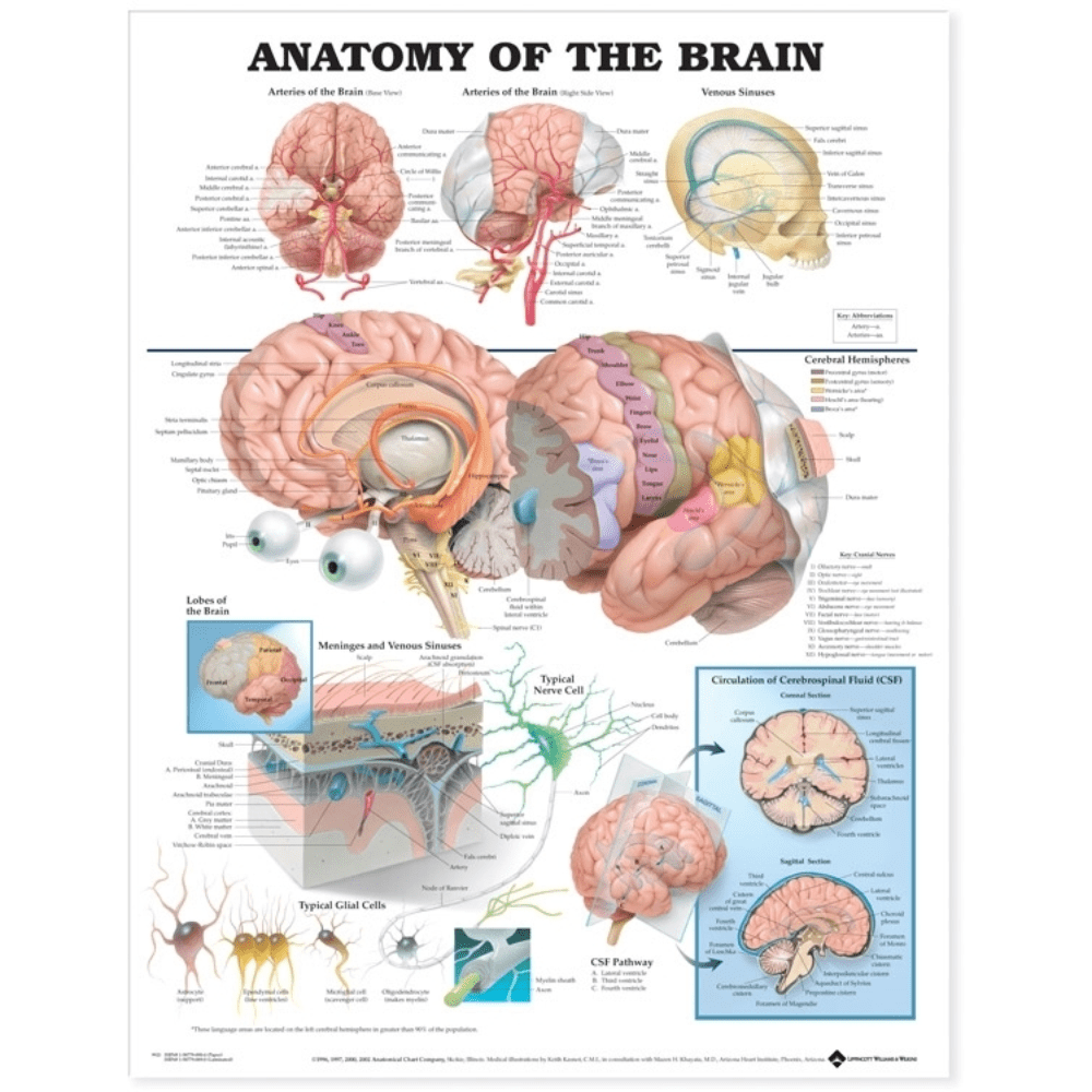 Anatomy of the Brain Anatomical Chart - Vet Equip Australia