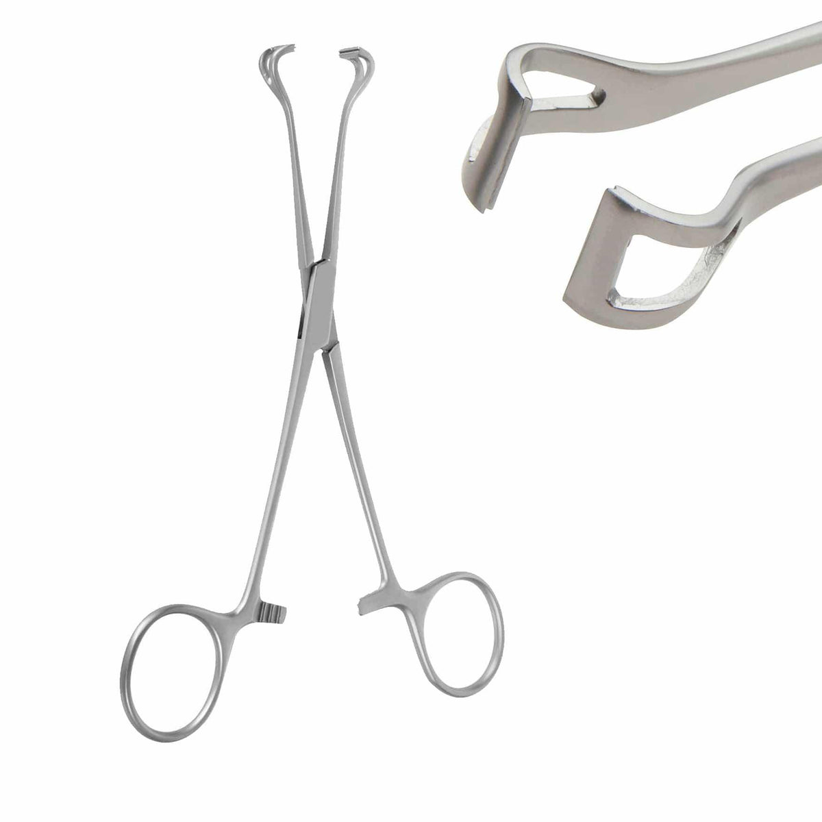 Armo Babcock Tissue Forceps Vet Equip Australia