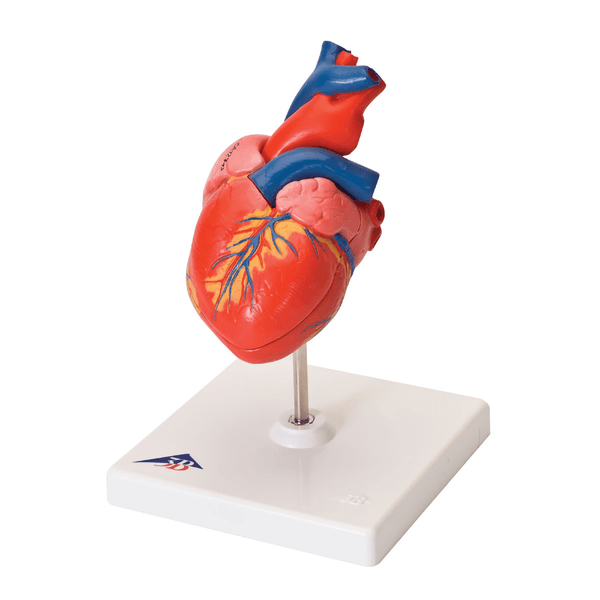 Basic Heart Model - Vet Equip Australia