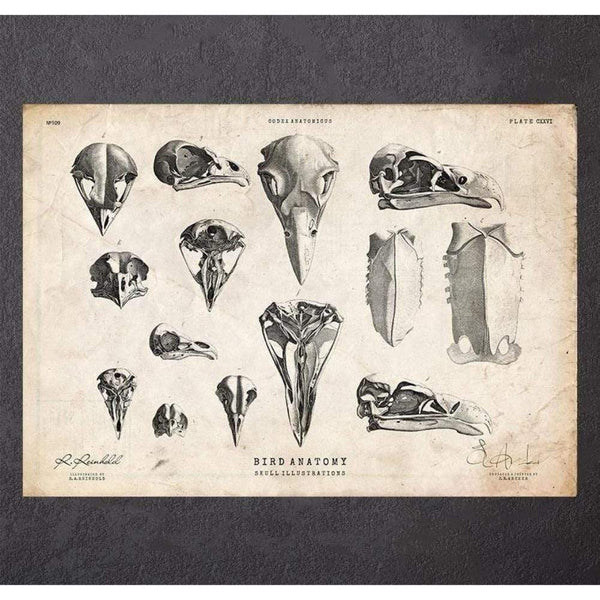 Human skull print VIII - Codex Anatomicus