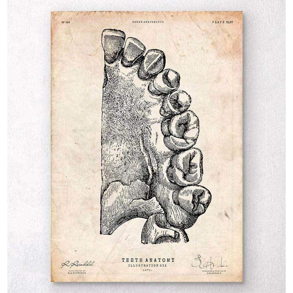 Dental Anatomy Art