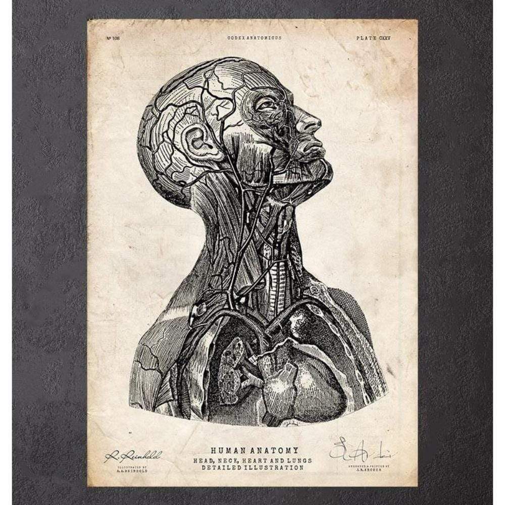 Head Anatomy Print Vi