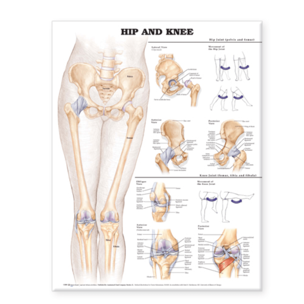 Hip and Knee Anatomical Chart - Vet Equip Australia