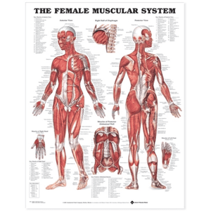 The Female Muscular System Anatomical Chart - Vet Equip Australia