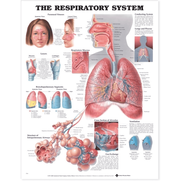 The Respiratory System Anatomical Chart - Vet Equip Australia