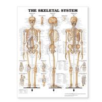 The Skeletal System Giant Chart - Vet Equip Australia