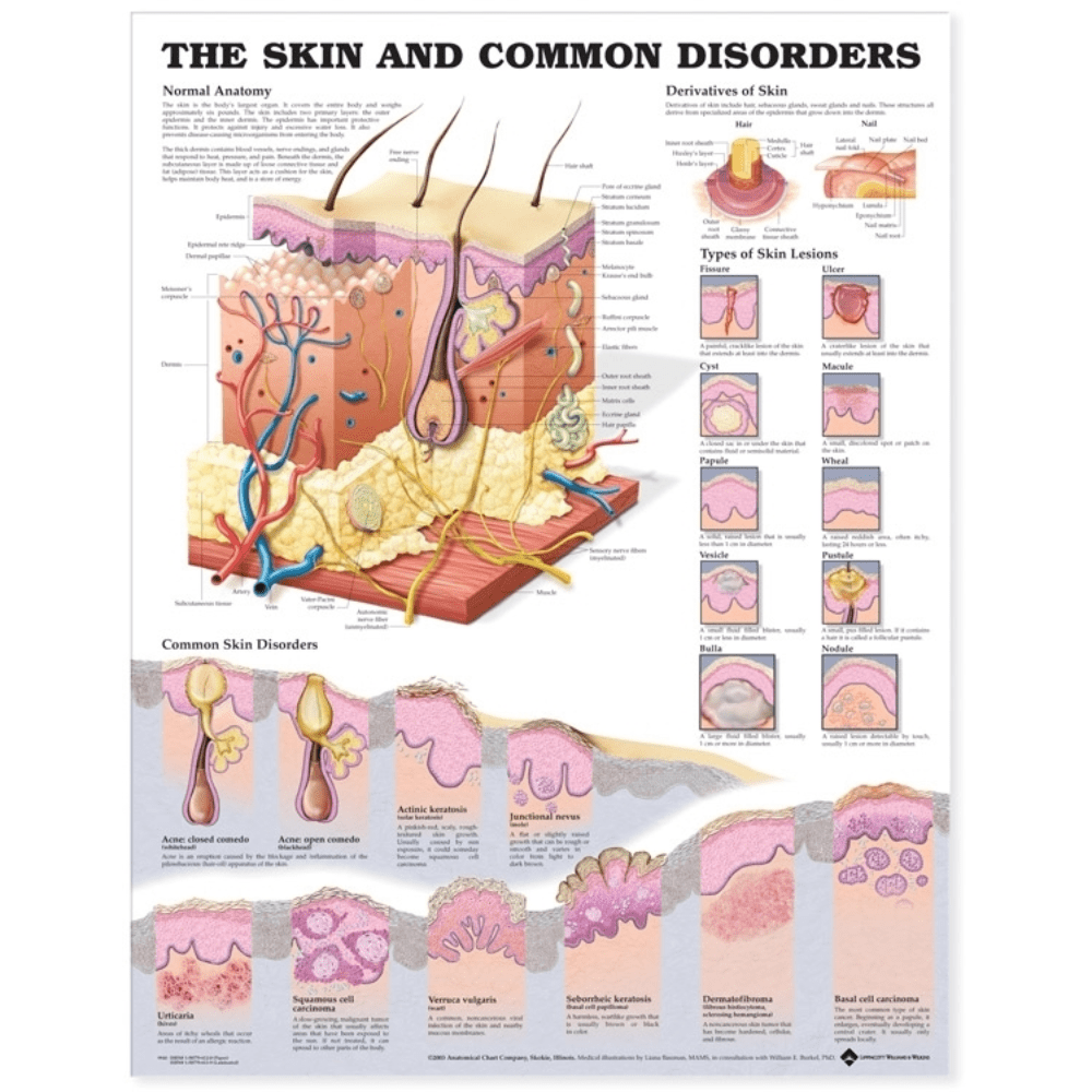 The Skin and Common Disorders Anatomical Chart