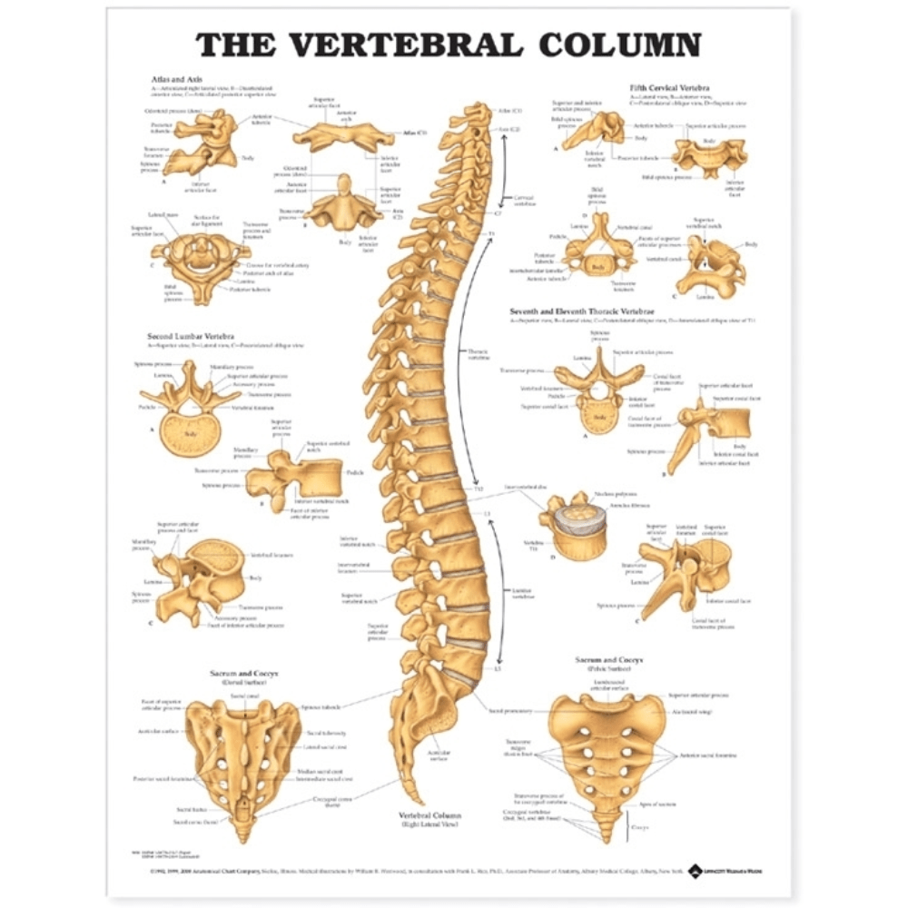 The Vertebral Column Anatomical Chart - Vet Equip Australia