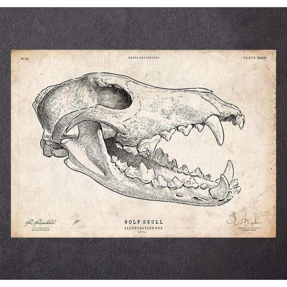 Wolf Skull